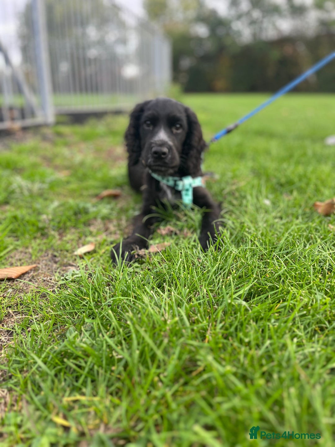 Cocker Spaniel dogs for sale: Cocker Spaniel  - Advert 4