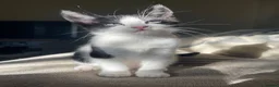 Domestic Shorthair cats for sale: Black and white kittens - Advert 2