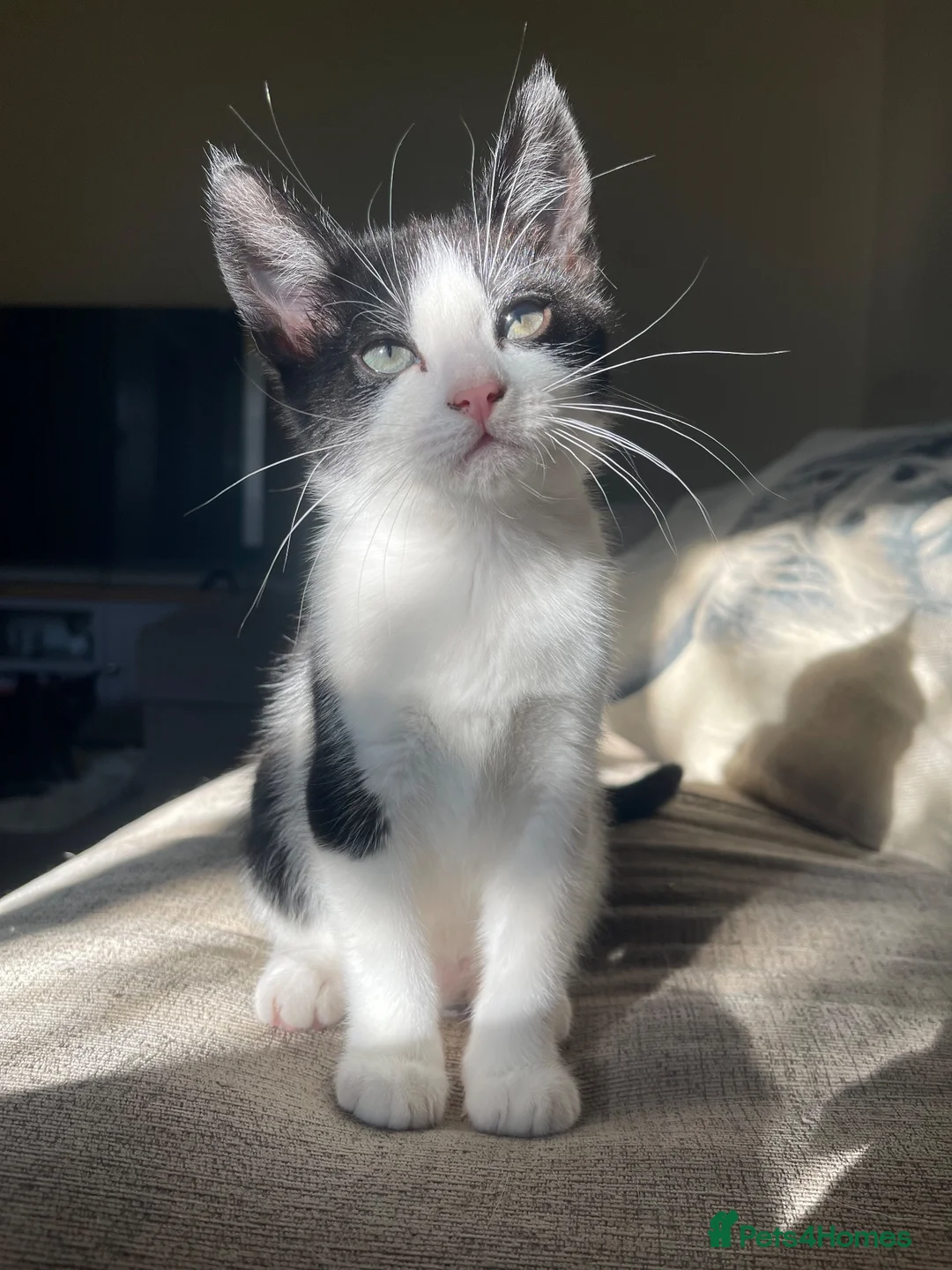 Domestic Shorthair cats for sale: Black and white kittens - Advert 2
