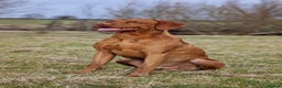 Hungarian Vizsla dogs for stud: Hungarian Vizsla Stud Dog, Very Experienced in Leominster - Advert 10