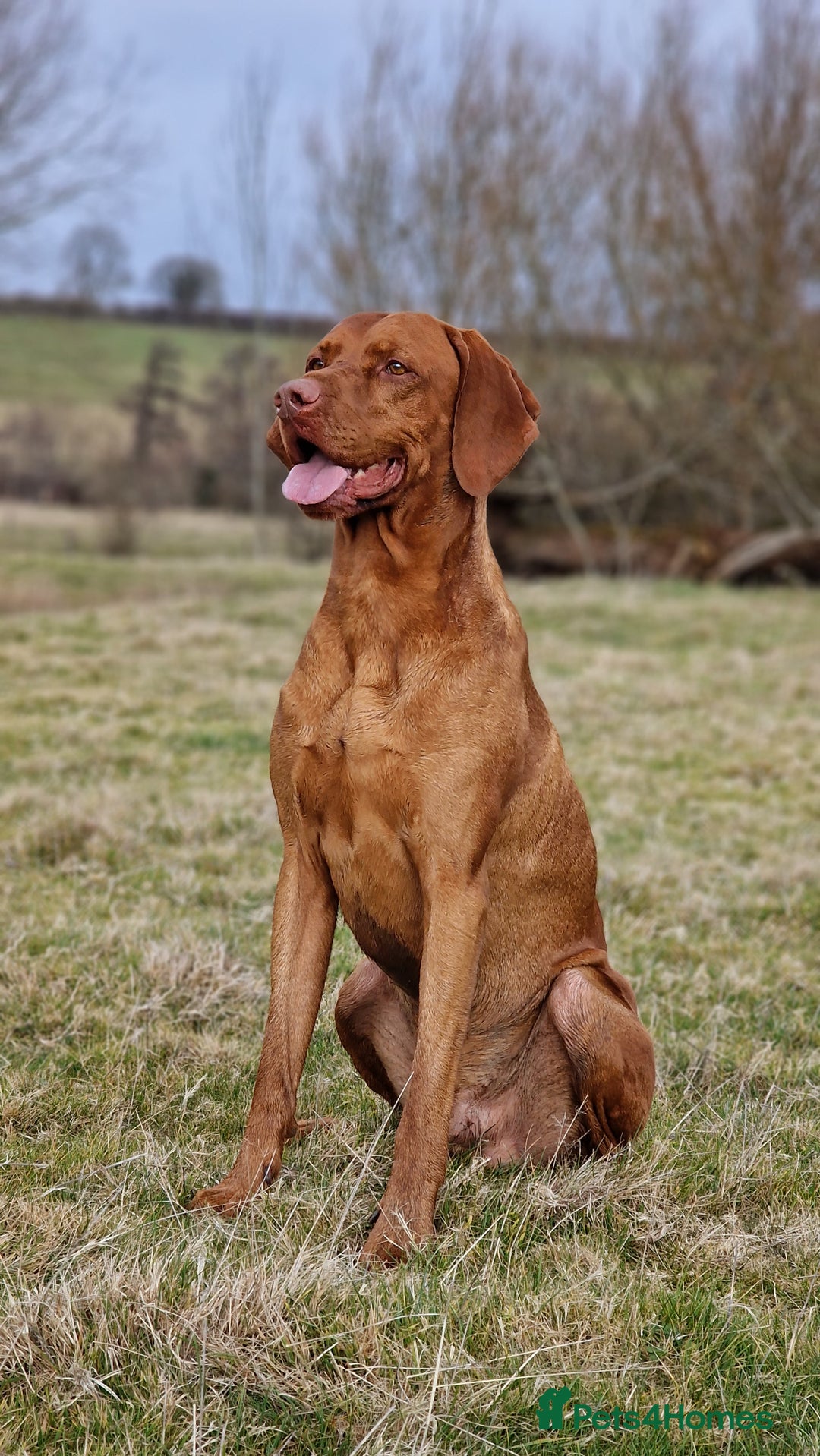 Hungarian Vizsla dogs for stud: Hungarian Vizsla Stud Dog, Very Experienced in Leominster - Advert 10