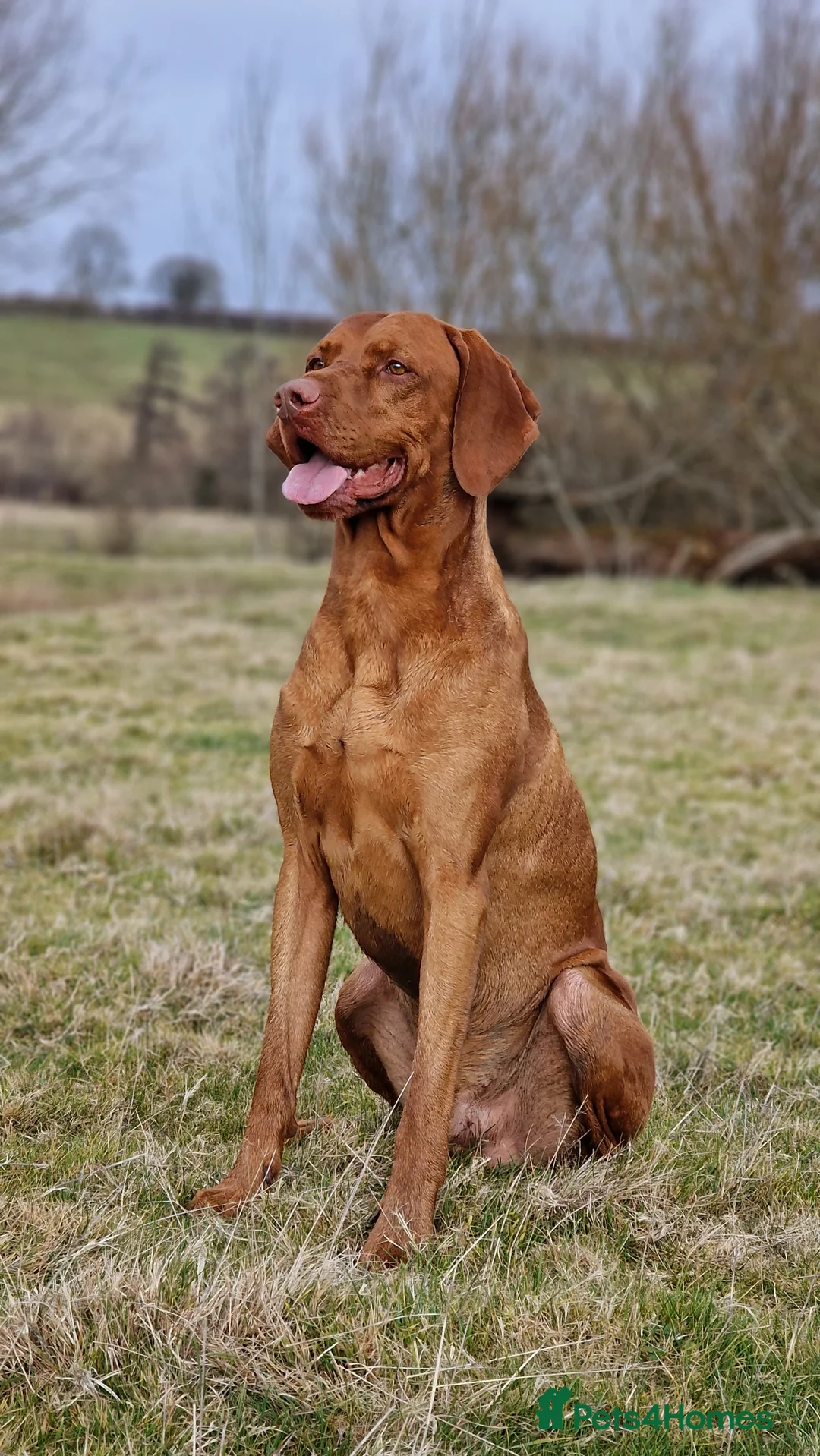 Hungarian Vizsla dogs for stud: Hungarian Vizsla Stud Dog, Very Experienced in Leominster - Advert 10
