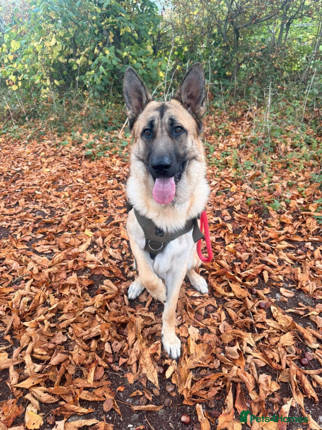 German Shepherd dogs for sale: German shepherd For Sale - Advert 1