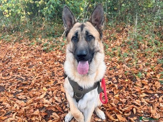 German Shepherd dogs German shepherd For Sale - Advert 1