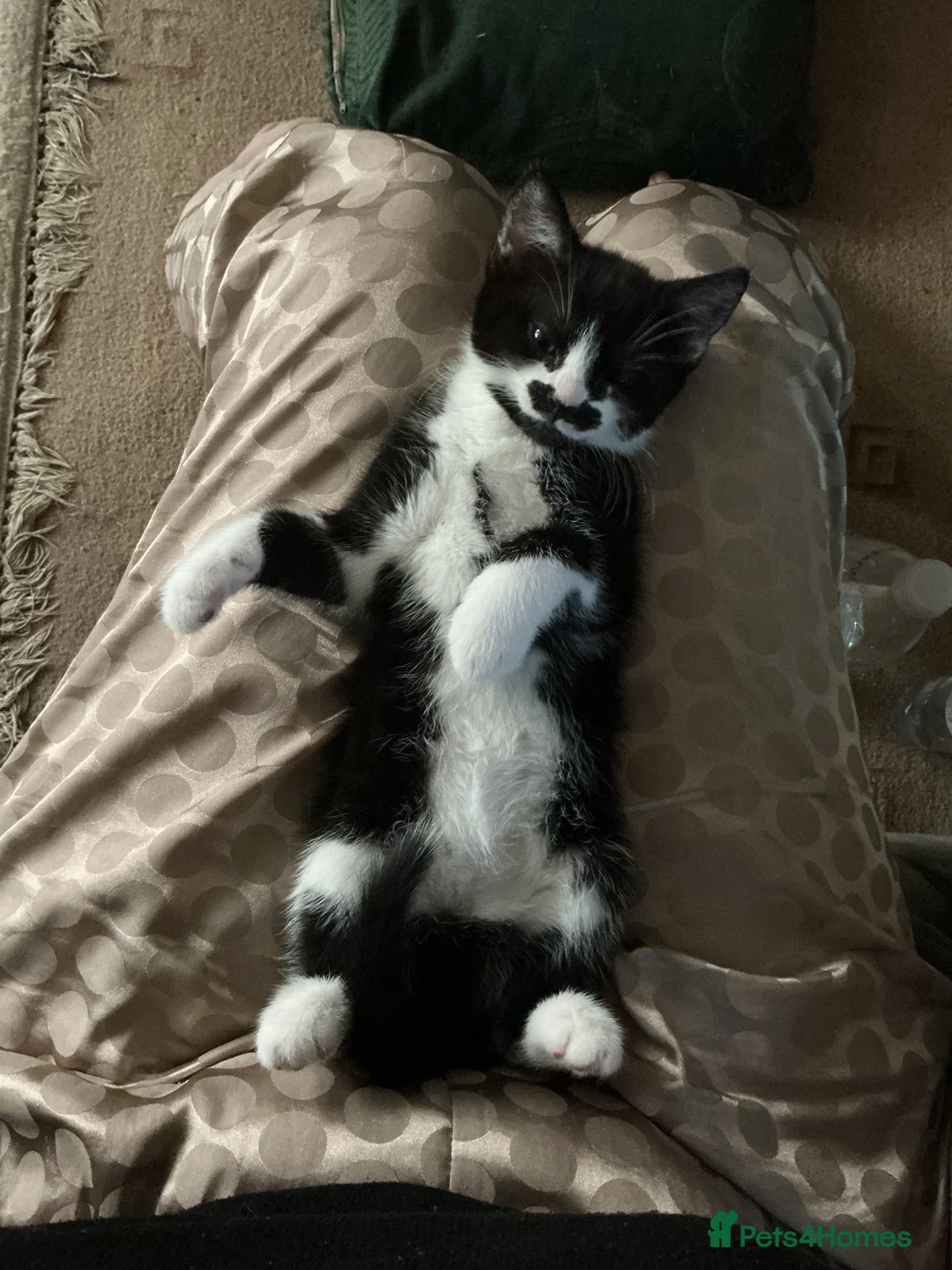 European cats for sale: 3 adorable black and white kittens for sale - Advert 3