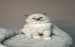 Ragdoll cats for sale: Registered Ragdolls kittens for sale - Image 29