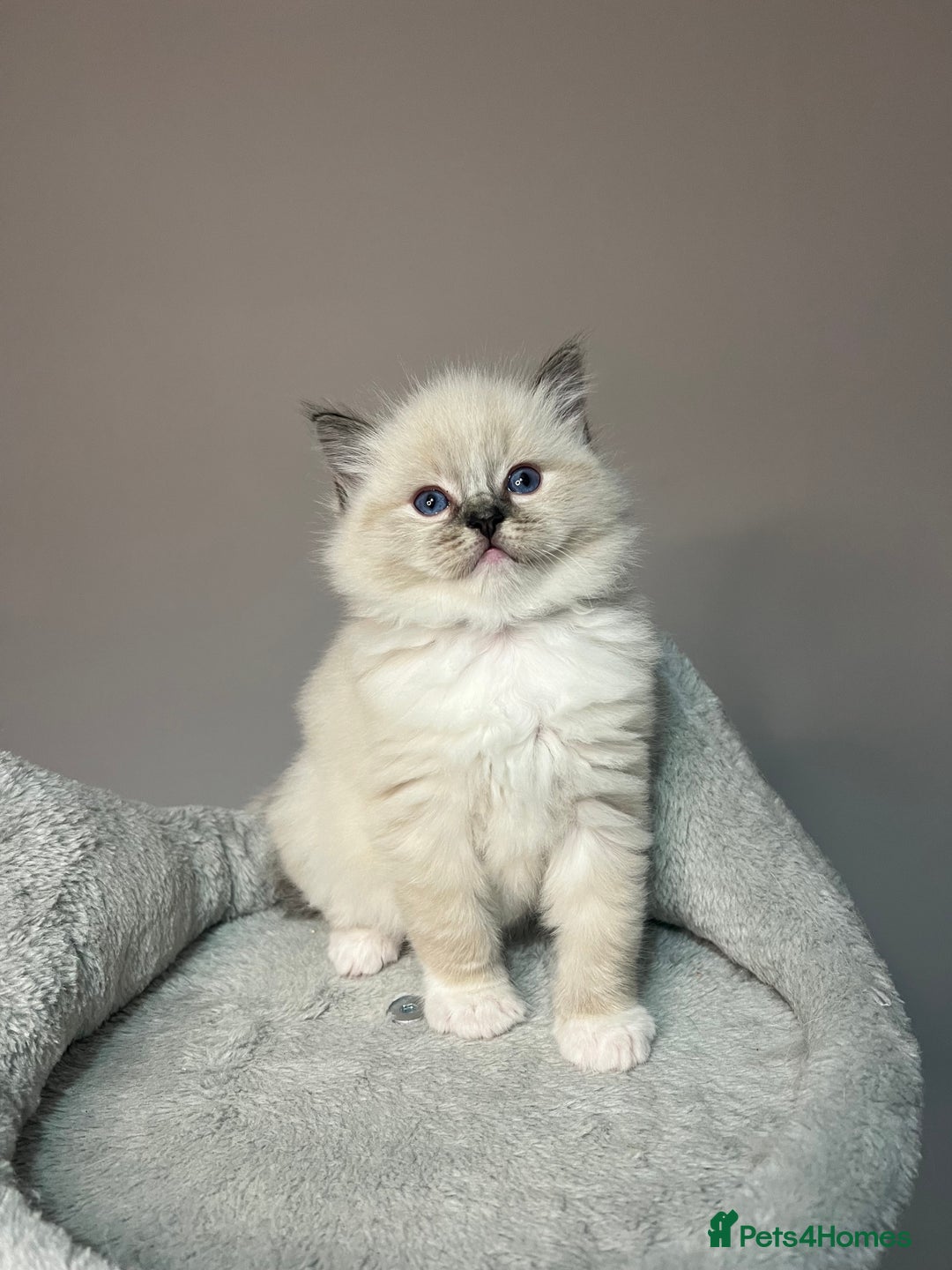 Ragdoll cats for sale: Registered Ragdolls kittens for sale - Image 29