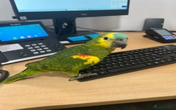 Parrots birds for sale: Hand Reared Baby Blue Fronted Amazons  - Image 1