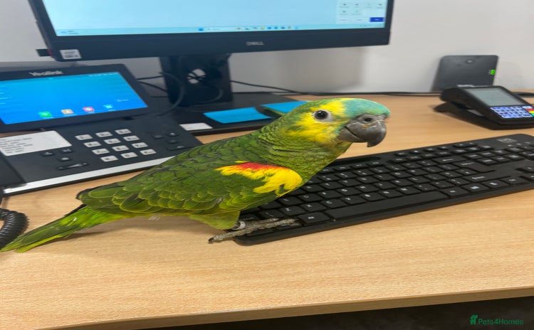 Parrots birds - Advert 2