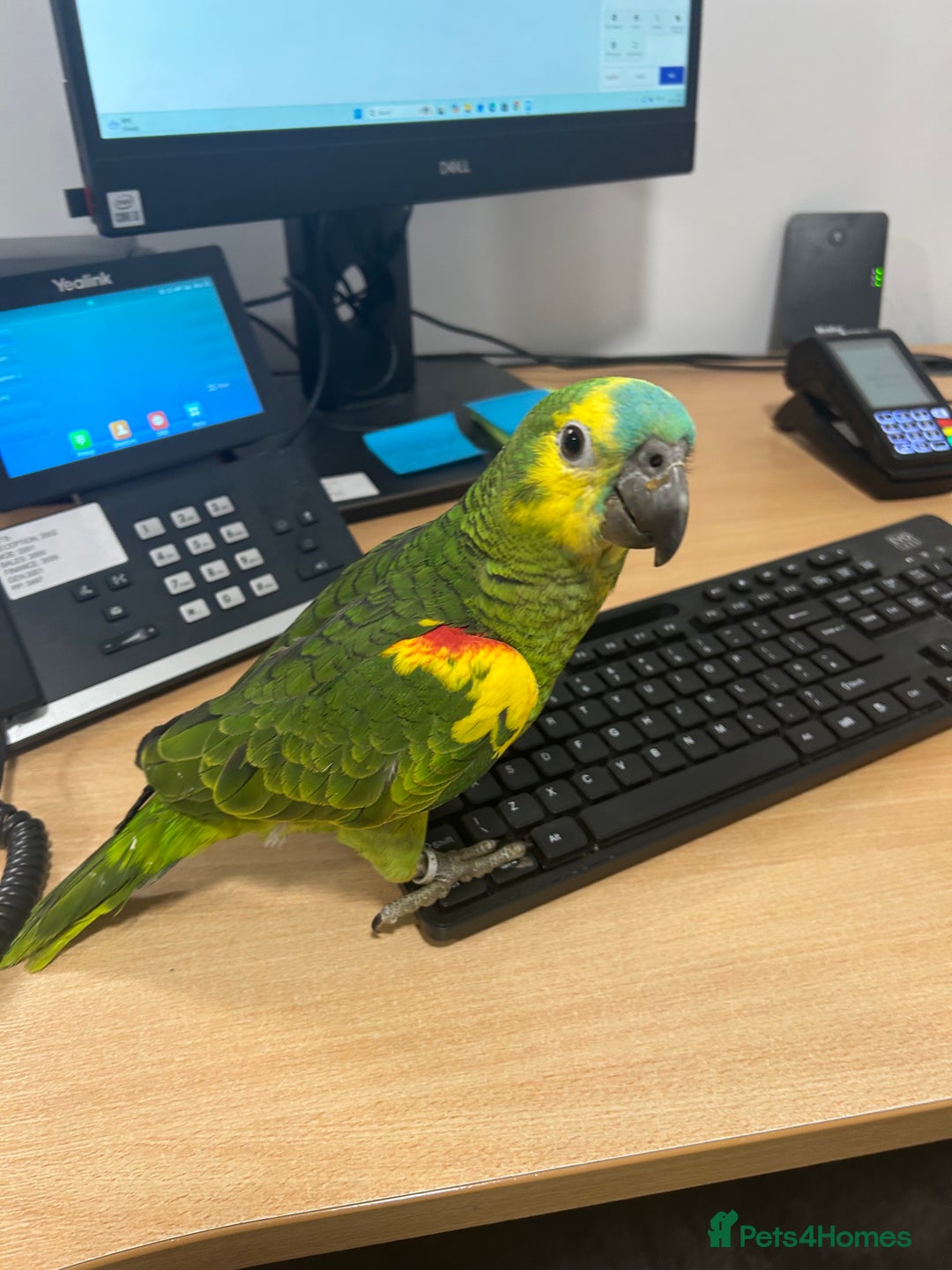 Parrots birds for sale: Hand Reared Baby Blue Fronted Amazons  - Image 1