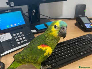 Parrots birds - Advert 4