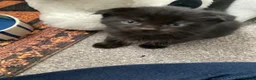 Scottish Fold cats for sale: Scottish fold British shorthair  - Advert 4