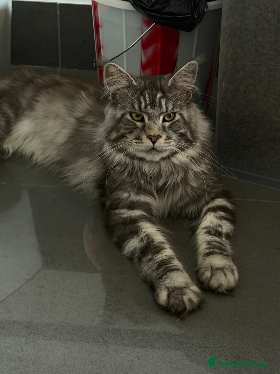 Maine Coon cats for sale: Stunning active male Maine coon  - Advert 2