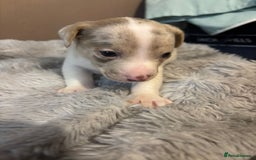 Jack Russell dogs for sale: Eye-Catching Jack Russel Puppies - Image 4