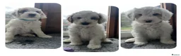 Australian Labradoodle dogs for sale: AUSSIE DOODLE - Health Tested - Advert 1
