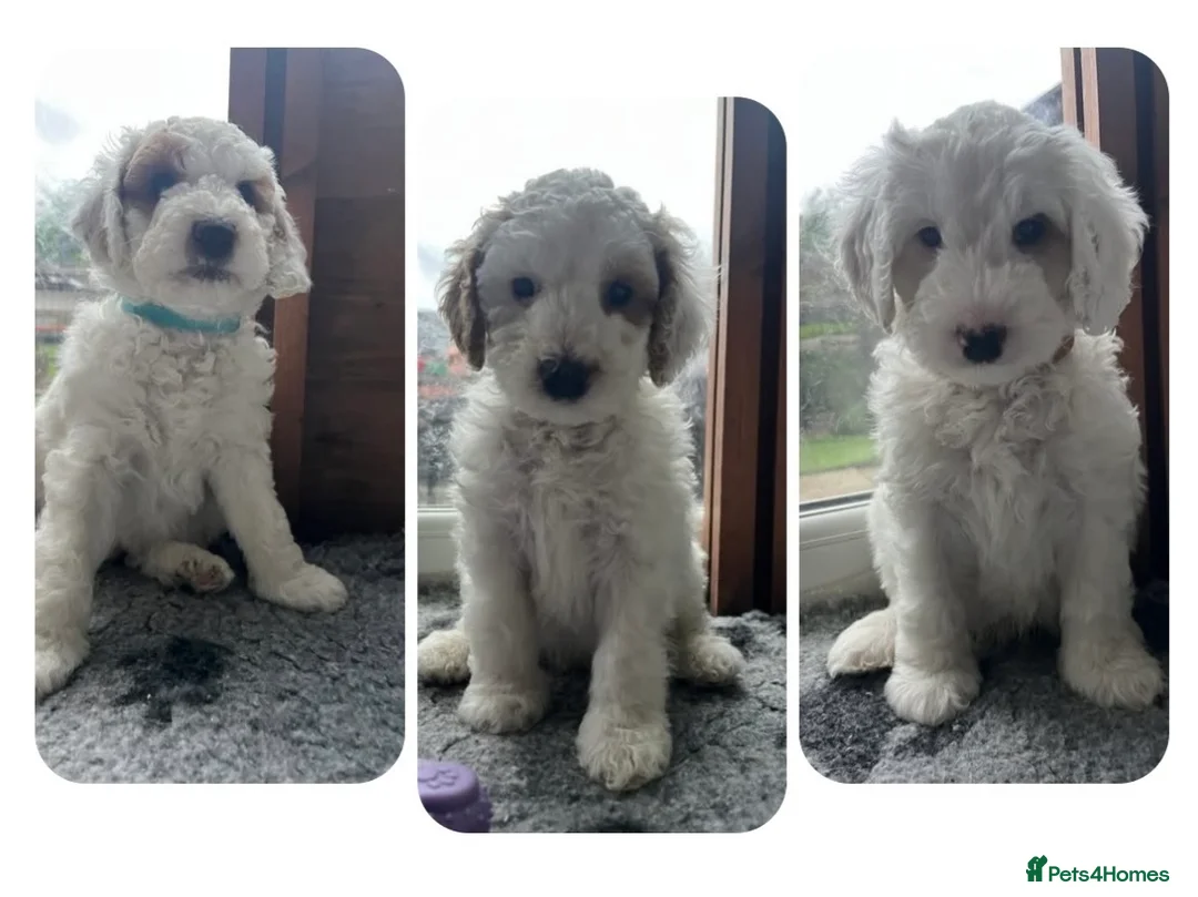 Australian Labradoodle dogs for sale: AUSSIE DOODLE - Health Tested - Advert 1