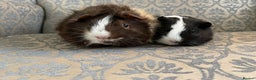 Guinea Pig rodents for sale: Baby boar boy guinea pigs  - Advert 1