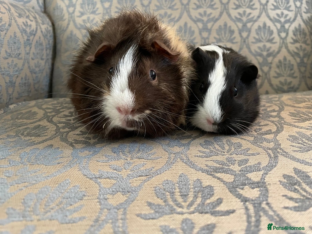 Guinea Pig rodents for sale: Baby boar boy guinea pigs  - Advert 1