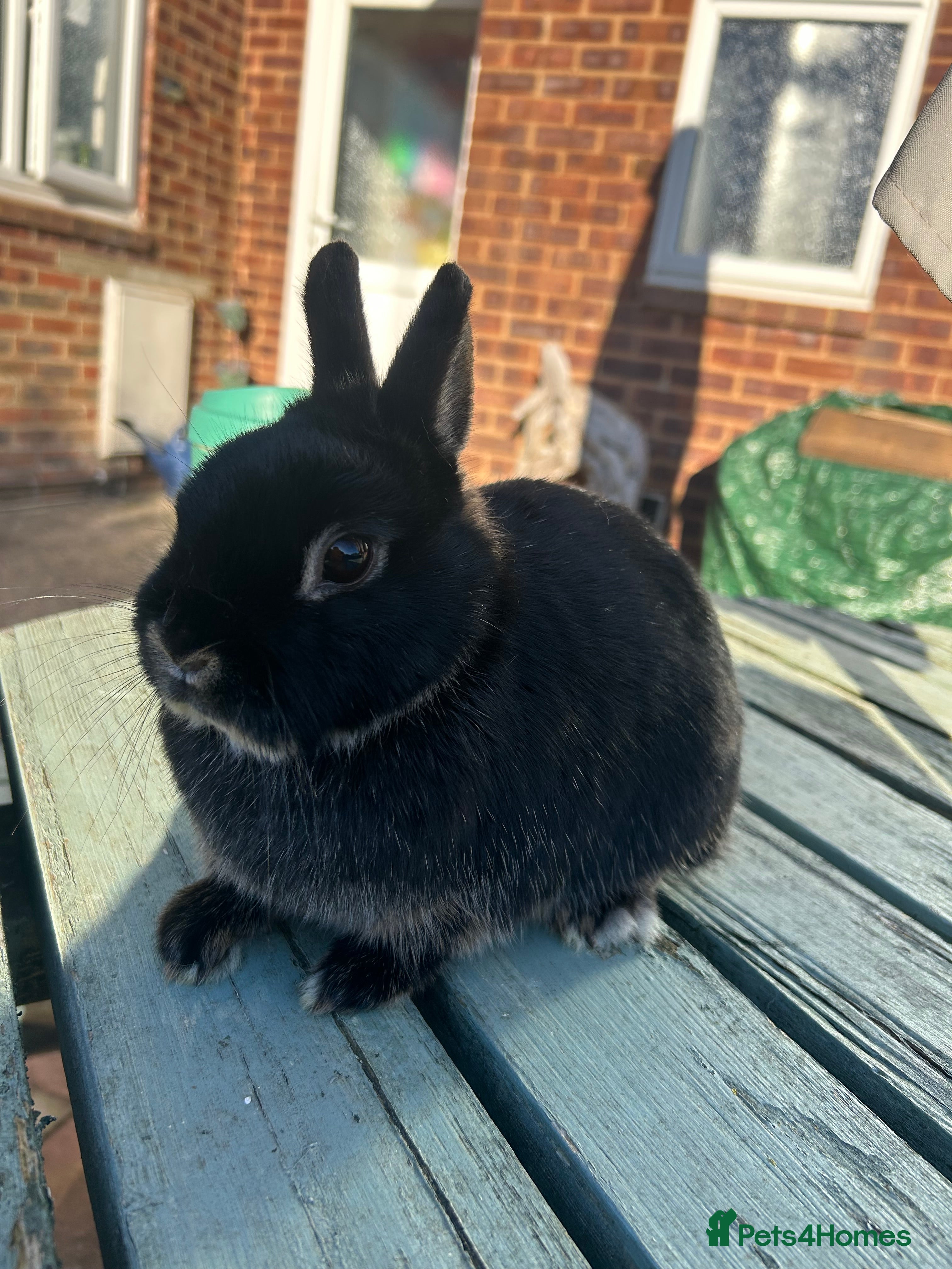 Netherland Dwarf rabbits Super friendly, 2.5 yrs old Netherland Dwarf girl  - Advert 7