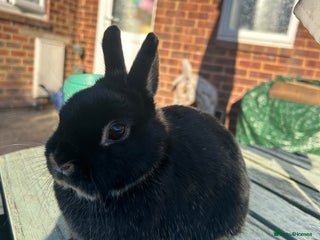Netherland Dwarf rabbits Super friendly, 2.5 yrs old Netherland Dwarf girl - Advert 21