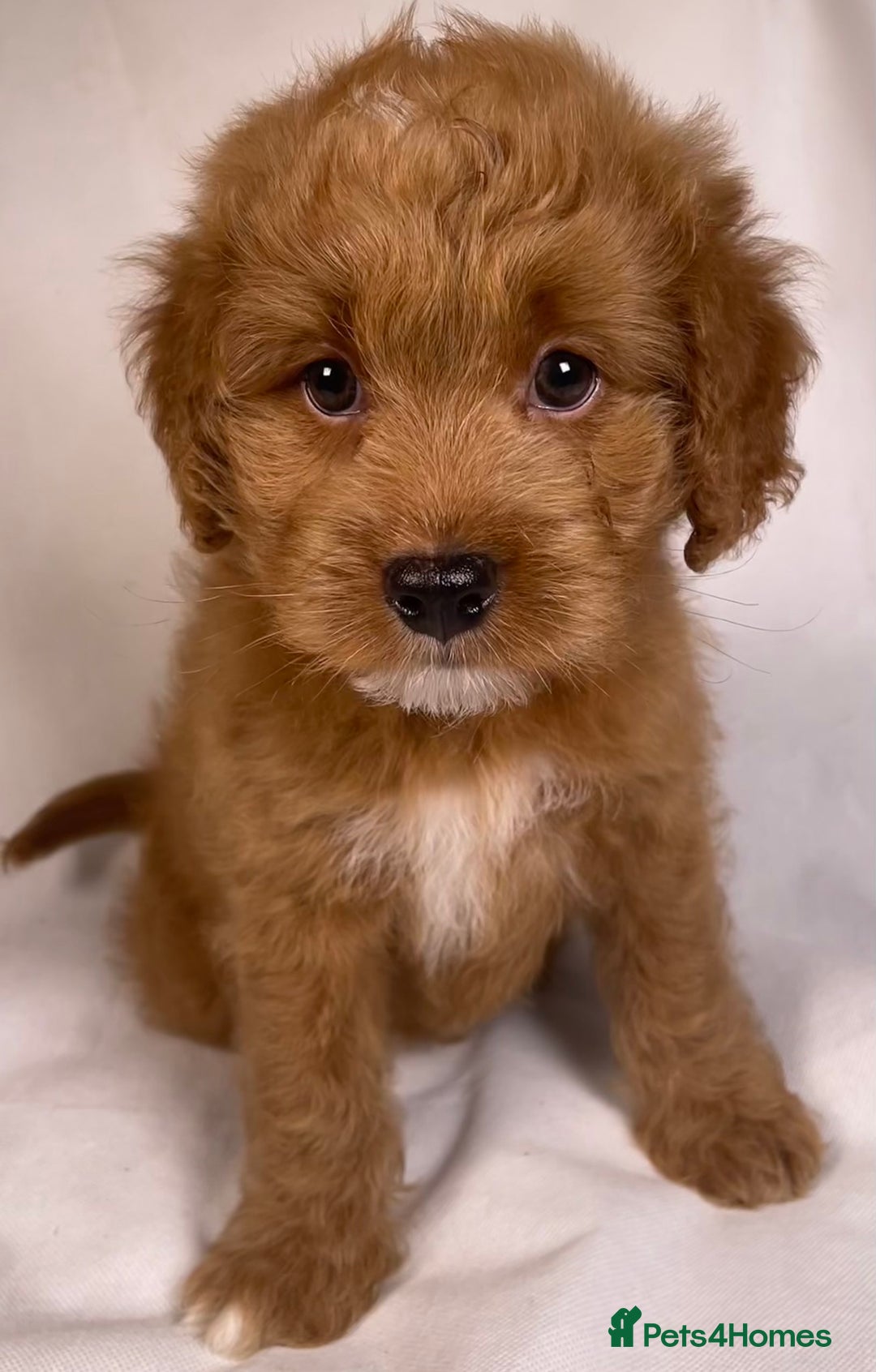 Toy Poodle dogs for stud: Exquisite Proven KC Red Stud DNA Clear Eye Tested - Advert 10