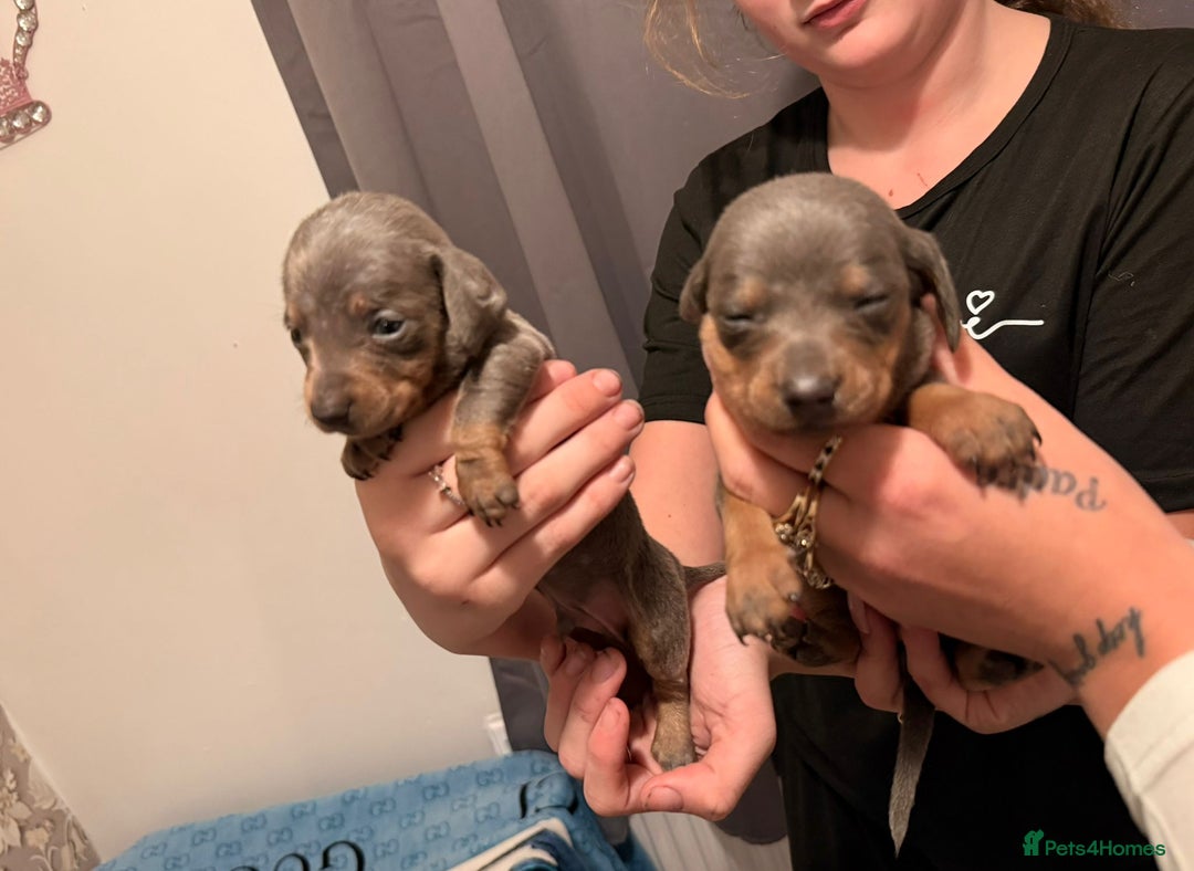 Dachshund dogs for sale: Dachshund puppies  - Advert 5