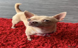 Chihuahua dogs for sale: Micro Chihuahua Puppies - Exceptional Lines - Image 20