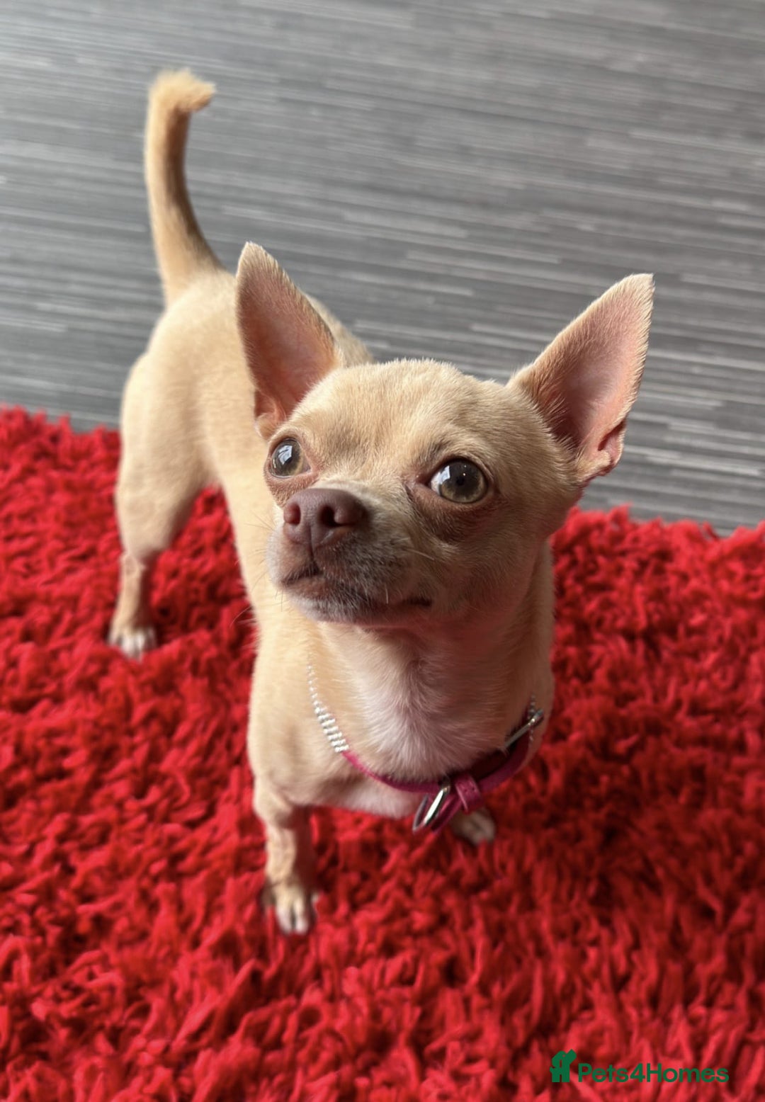Chihuahua dogs for sale: Micro Chihuahua Puppies - Exceptional Lines - Image 20