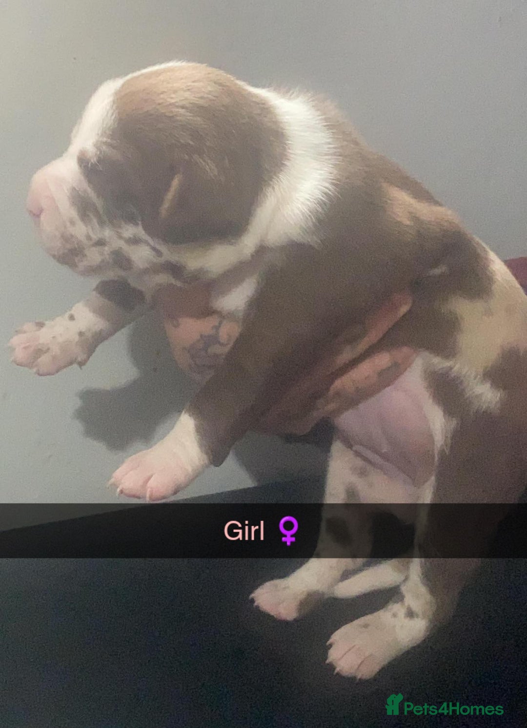 Mixed Breed dogs for sale: American Bull Staffy Puppies - Image 1