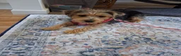 Mixed Breed dogs for sale: Delightful pup will light up your life! in Yeovil - Advert 4