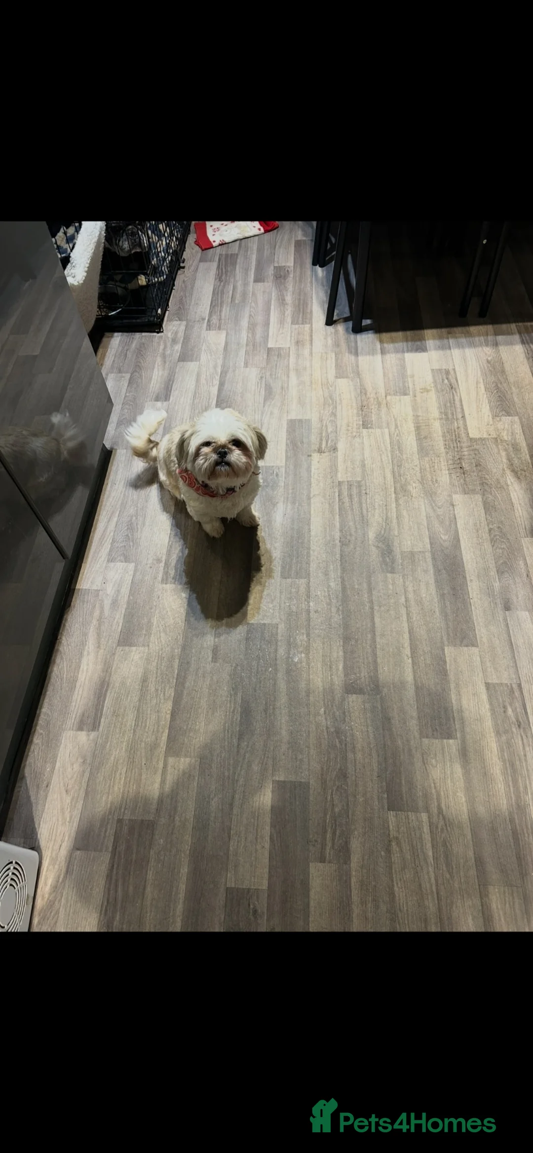 Shih Tzu dogs for sale: Shih Tzu puppies ready now - Advert 7