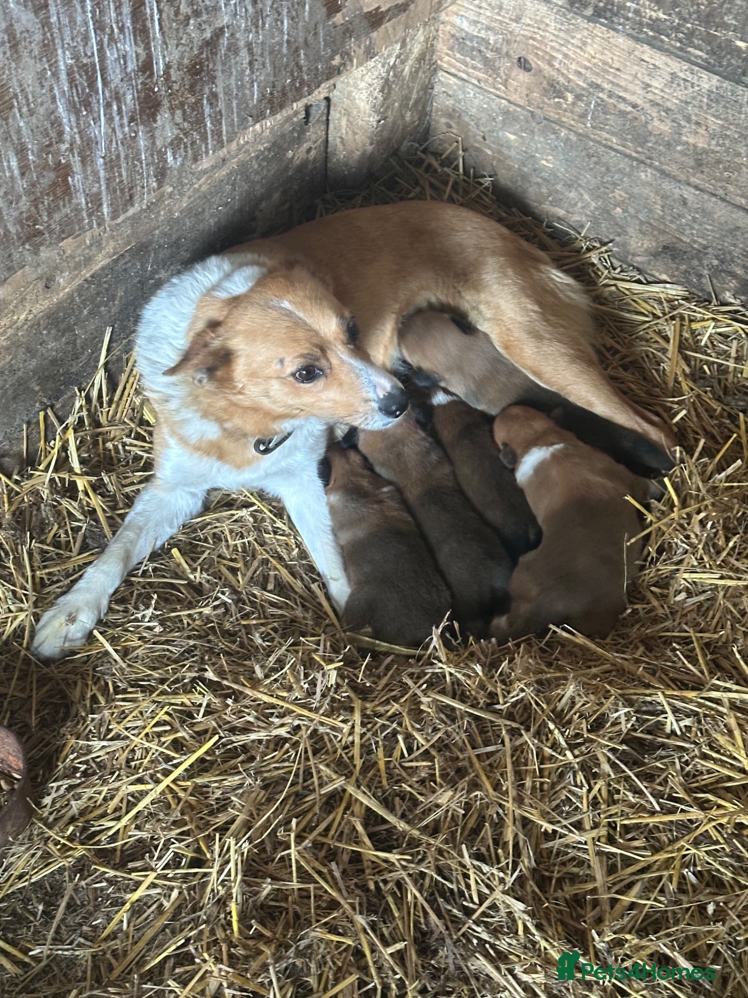Welsh Collie dogs 4 beautiful Welsh collie male pups - Advert 17