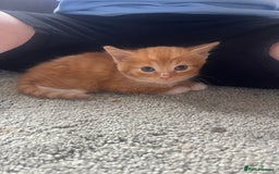 Mixed Breed cats for sale: Mixed breed kittens for sale  - Image 3
