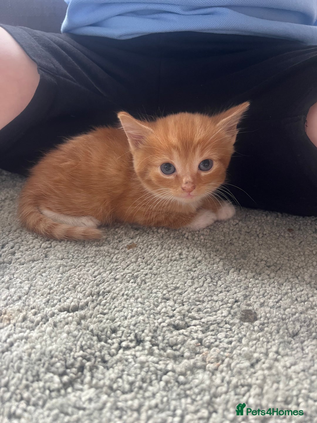Mixed Breed cats for sale: Mixed breed kittens for sale  - Image 3