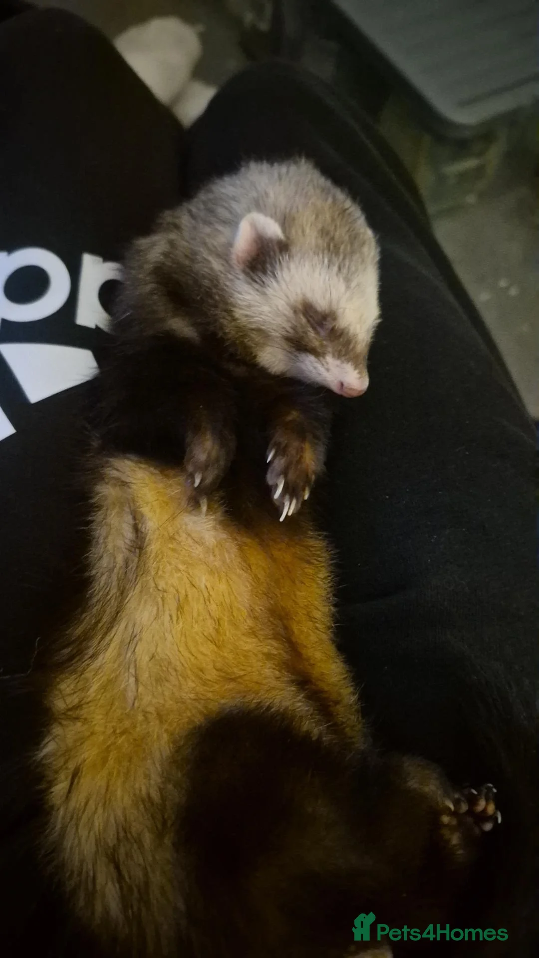 Ferret rodents for sale: 2 female ferrets in Colchester - Advert 11