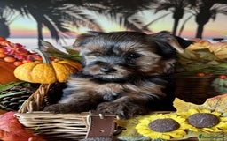 Yorkshire Terrier dogs for sale: Beautiful Pedigree Yorkshire Terrier puppies. - Advert 15