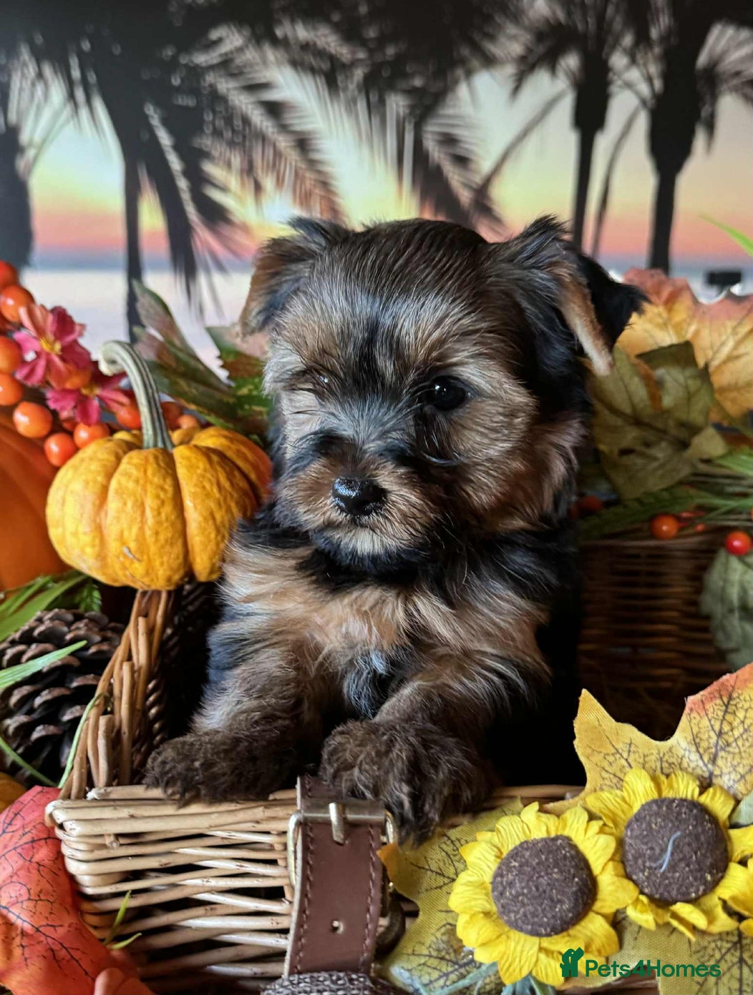 Yorkshire Terrier dogs for sale: Beautiful Pedigree Yorkshire Terrier puppies. - Advert 15