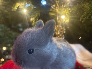 Netherland Dwarf rabbits Sweet Blue Netherland dwarf bunny - Advert 4