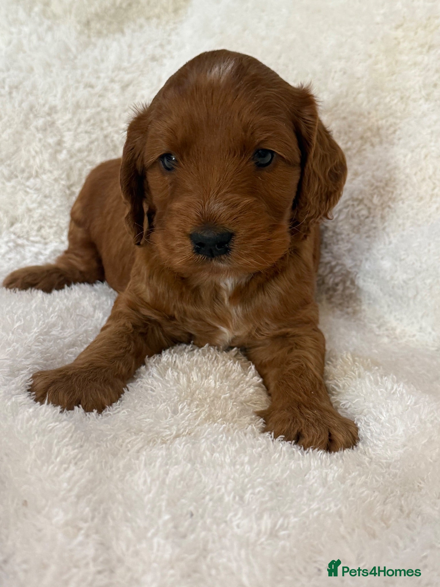Cockapoo dogs Red F1 Cockapoo Girl - Advert 2