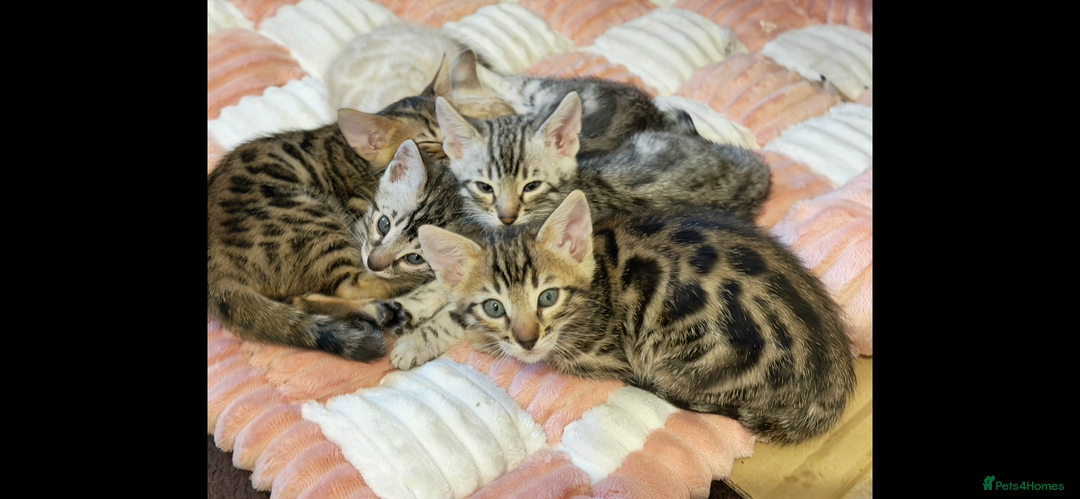 Bengal cats for sale: 🩶 BENGAL 🔥 KITTENS 🤍 TICA REGISTERED  - Advert 33