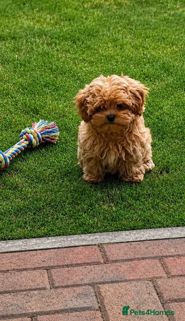 Maltipoo dogs Tiny Asian Maltipoo. DNA tested parents. - Advert 1