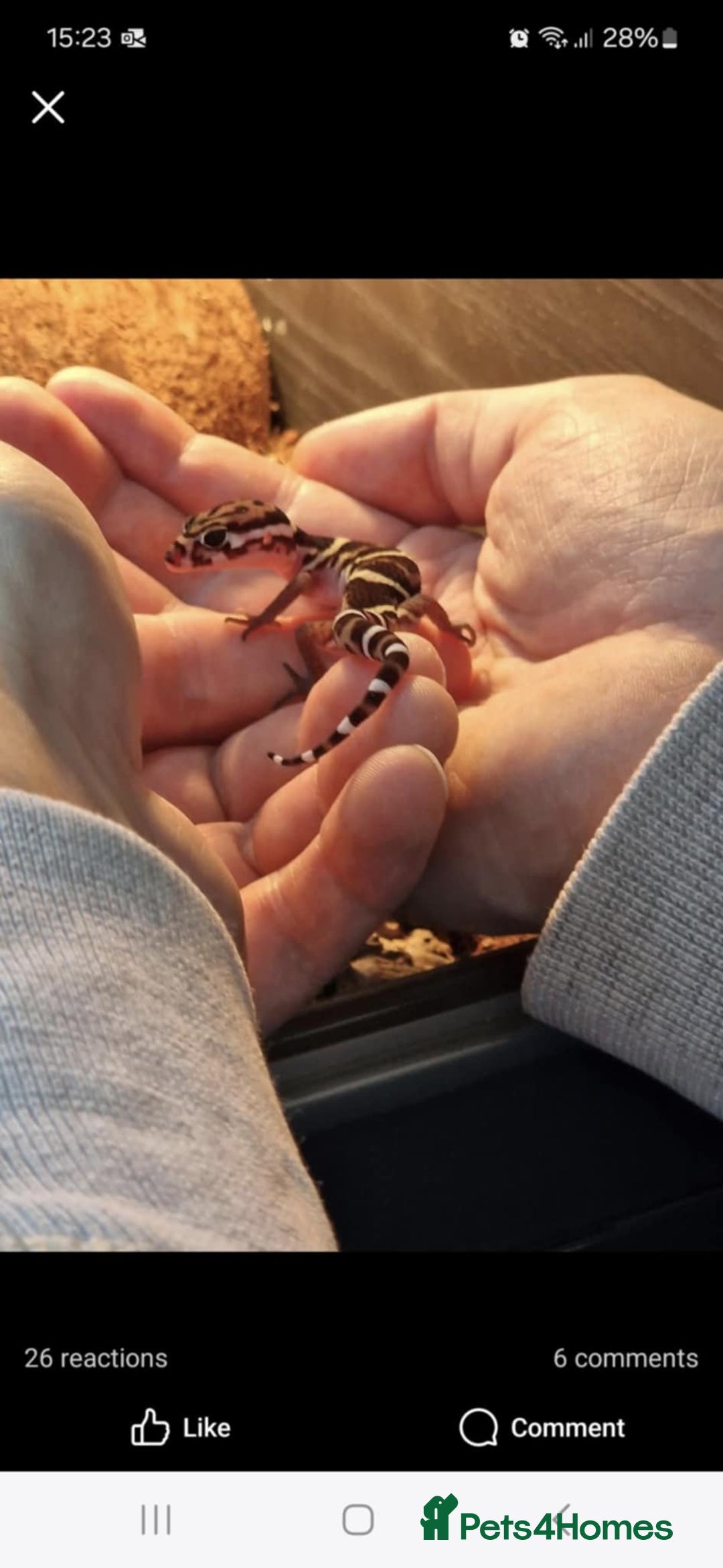 Gecko reptiles for sale: Central American banded gecko for sale - Image 2