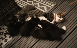 Mixed Breed cats for sale: 6 lovely brothers looking for new home - Image 14