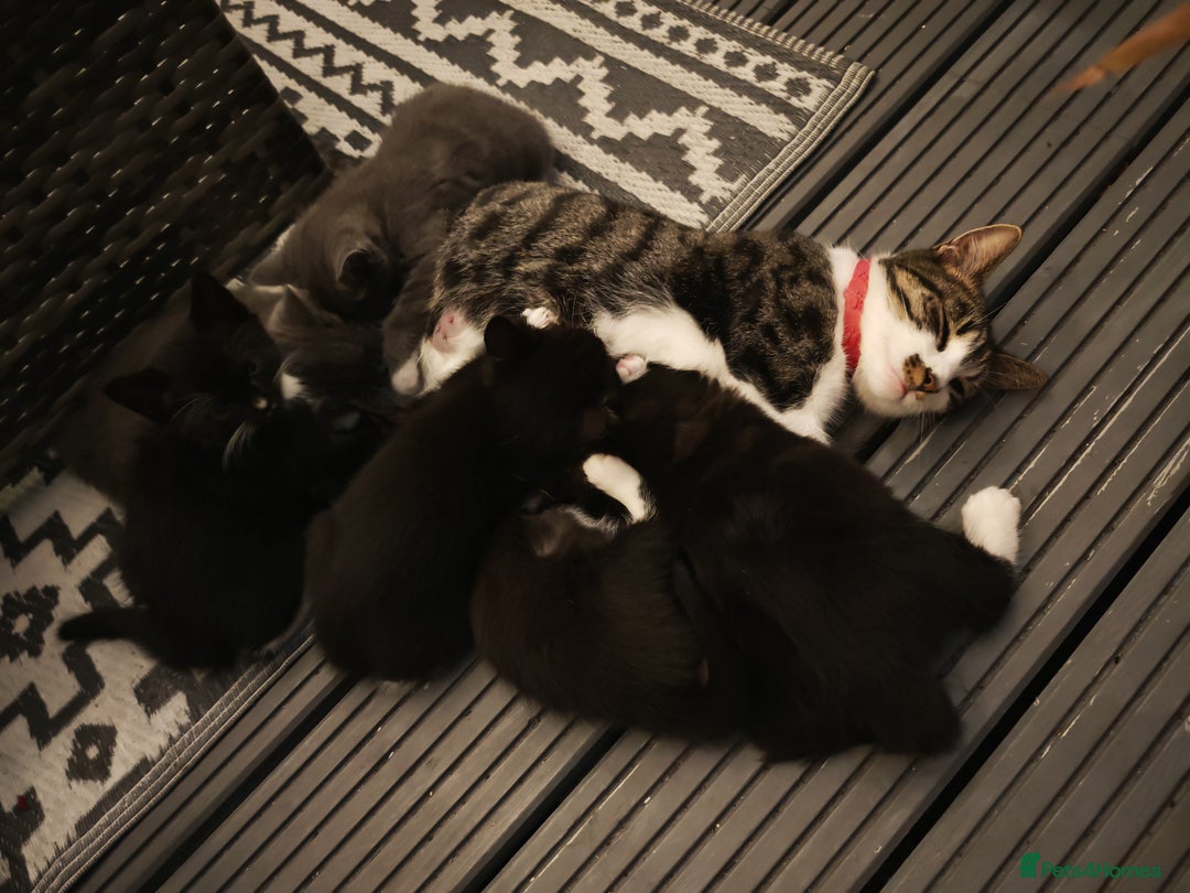 Mixed Breed cats for sale: 6 lovely brothers looking for new home - Image 14