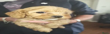 Cavapoo 2
