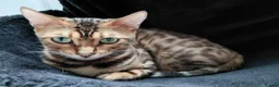 Bengal cats for sale: Female glitter Bengal for sale - Advert 5