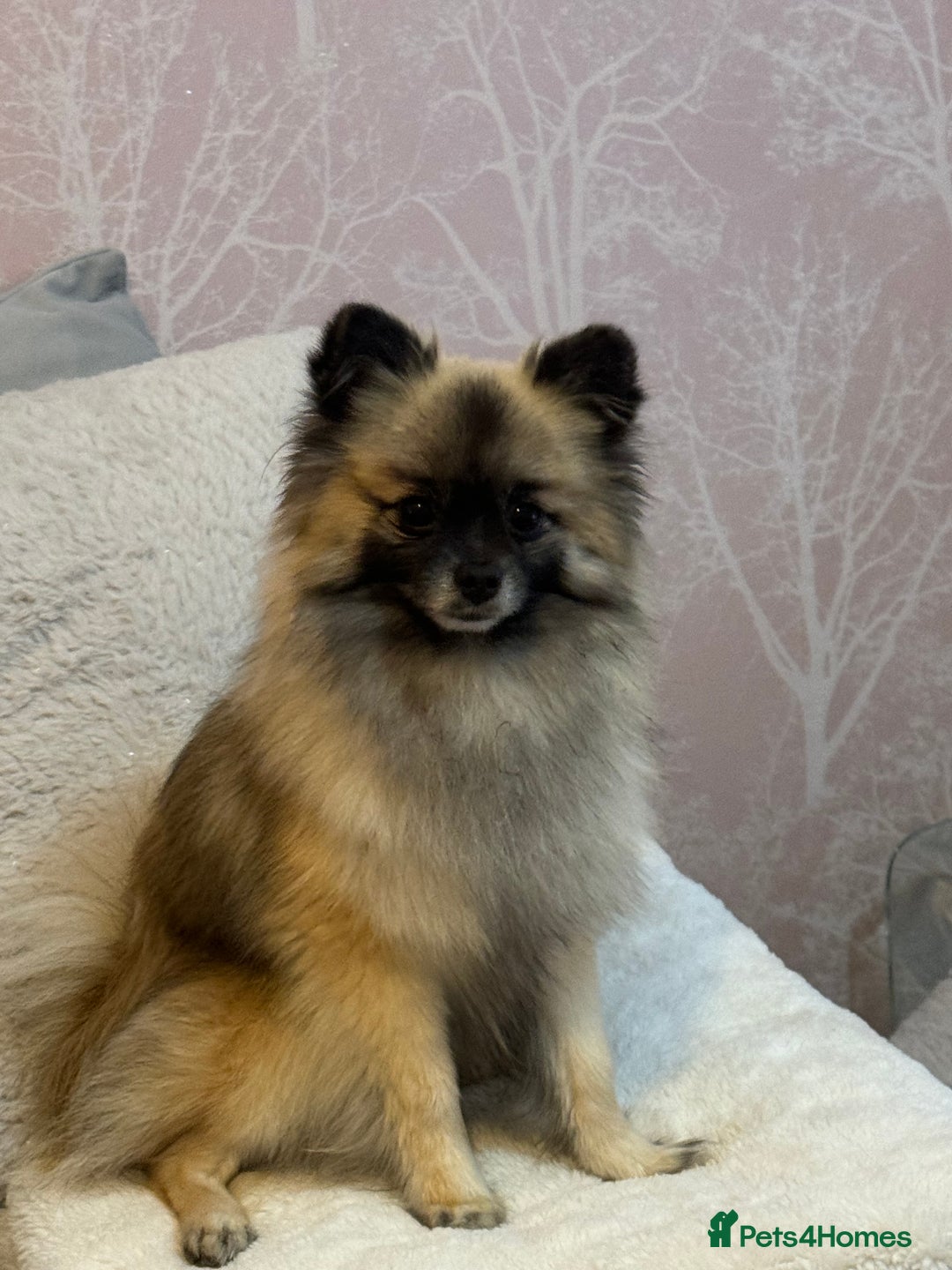 Pomeranian dogs for stud: 2kg, KC Registered, Proven, Pomeranian  in Cardiff - Advert 21