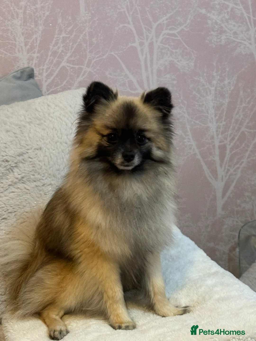 Pomeranian dogs for stud: 2kg, KC Registered, Proven, Pomeranian  in Cardiff - Advert 21