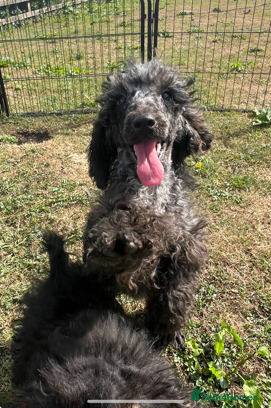 Cavapoo dogs for sale: Cavapoo puppies looking for forever homes  - Image 1