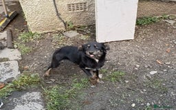 Mixed Breed dogs for sale: Kelpie cross huntaway pups - Image 4